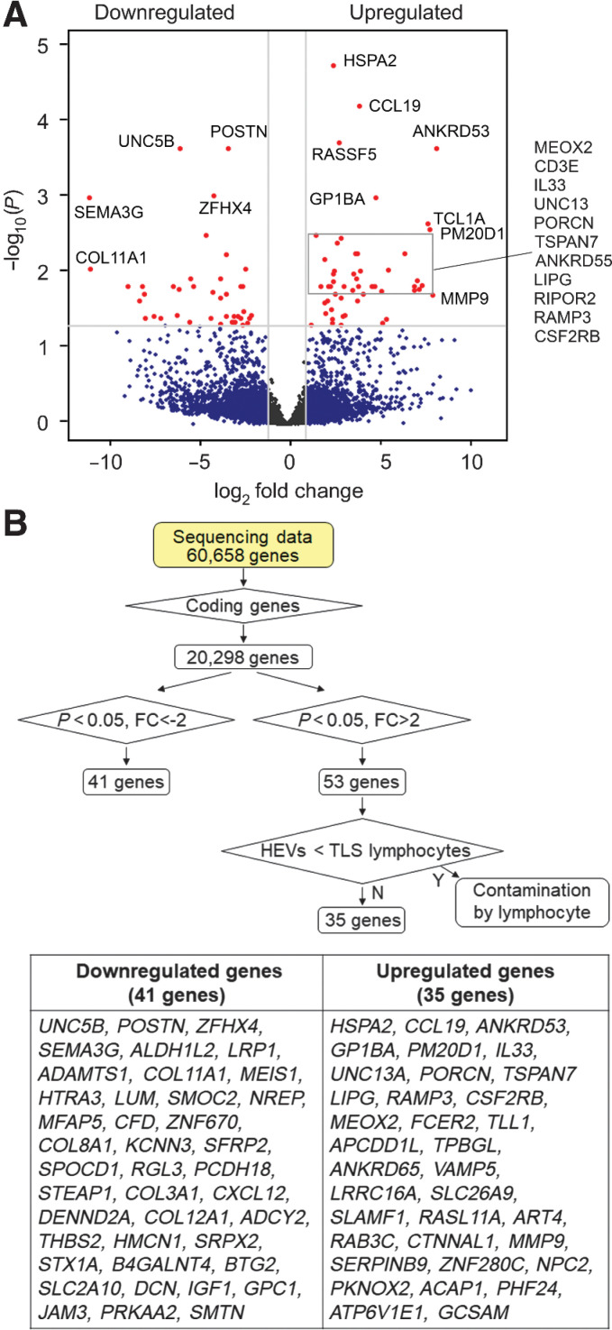 Figure 3. Gene-expression signature of intratumoral HEVs. The RNA-seq data generated as outlined for Fig. 2 were further analyzed to identify differentially expressed genes. A, Volcano plot of >2-fold upregulated or downregulated genes in ECs of intratumoral HEVs compared with non-HEV blood vessels of TLS-rich and TLS-free tumors combined. Red dots, genes with adjusted P values (Padj) < 0.05. B, Flowchart of RNA-seq data processing for the identification of differentially upregulated or suppressed genes and a list of 35 upregulated and 41 downregulated genes in intratumoral HEVs compared with non-HEV tumor vessels. FC, fold change; Y, Yes; N, No.