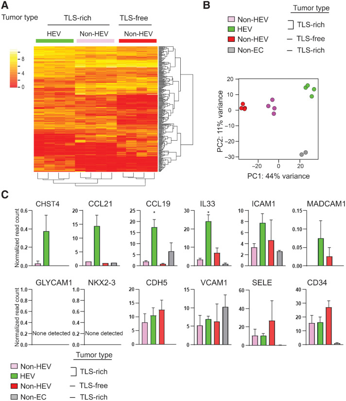 Figure 2. Comparative transcriptome analysis of HEV vs. non-HEV tumor vessels. Tumors of four breast cancer patients exhibiting abundant TLS (TLS-rich tumors) and four exhibiting no TLS (TLS-free tumors) were examined. TLS-rich tumors were stained for MECA-79 to identify ECs of HEVs, and these ECs were isolated by laser-capture microdissection. ECs of non-HEV vessels were identified by CD31 staining in the HEV-free areas of each tumor type and isolated by laser-capture microdissection. RNA-seq was conducted for all three types of ECs. Non-EC: the areas outside of HEVs (mostly containing lymphocytes of TLS) were also examined in the same way to evaluate potential cell contamination during the laser-capture microdissection process. A, A heat map of the top 1,000 differentially expressed genes between the three different types of ECs. B, PCA shows clear separations of gene-expression patterns between different EC types as well as TLS lymphocytes (non-EC cells). C, Expression patterns of known HEV-associated genes in different EC types. Y-axis, normalized read count × 1/100. Data are presented as means ± SEM. *, P < 0.05.