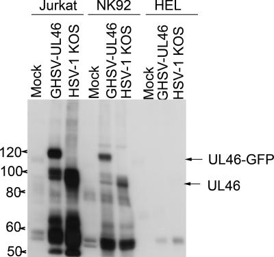 FIG. 5.