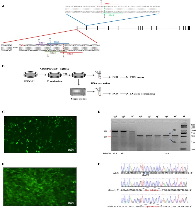 Figure 4