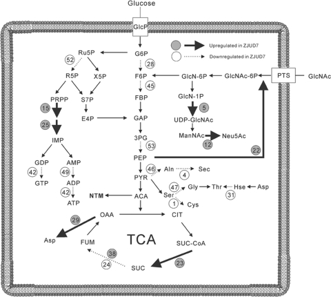 Fig. 7.