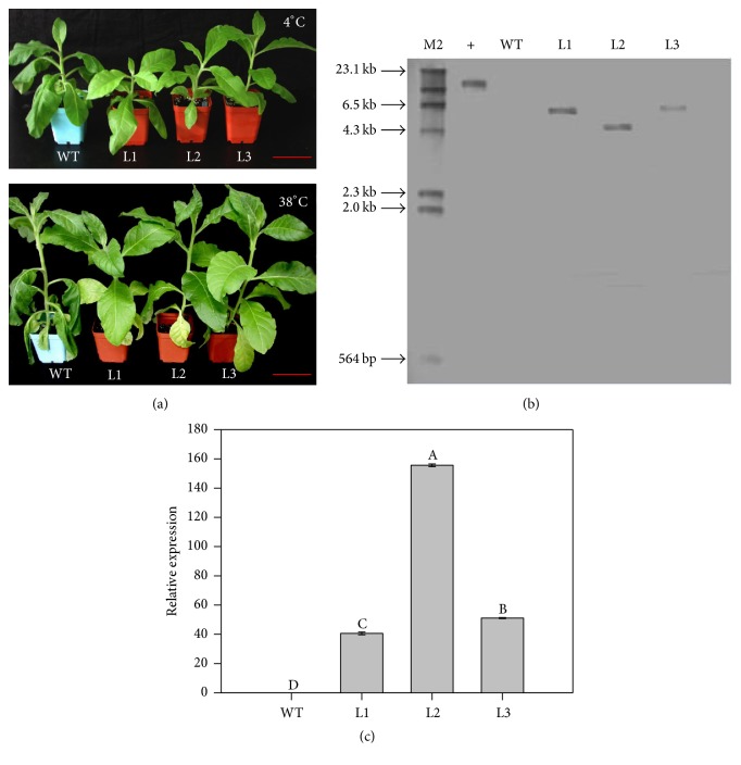 Figure 2