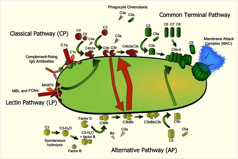 Fig. 2