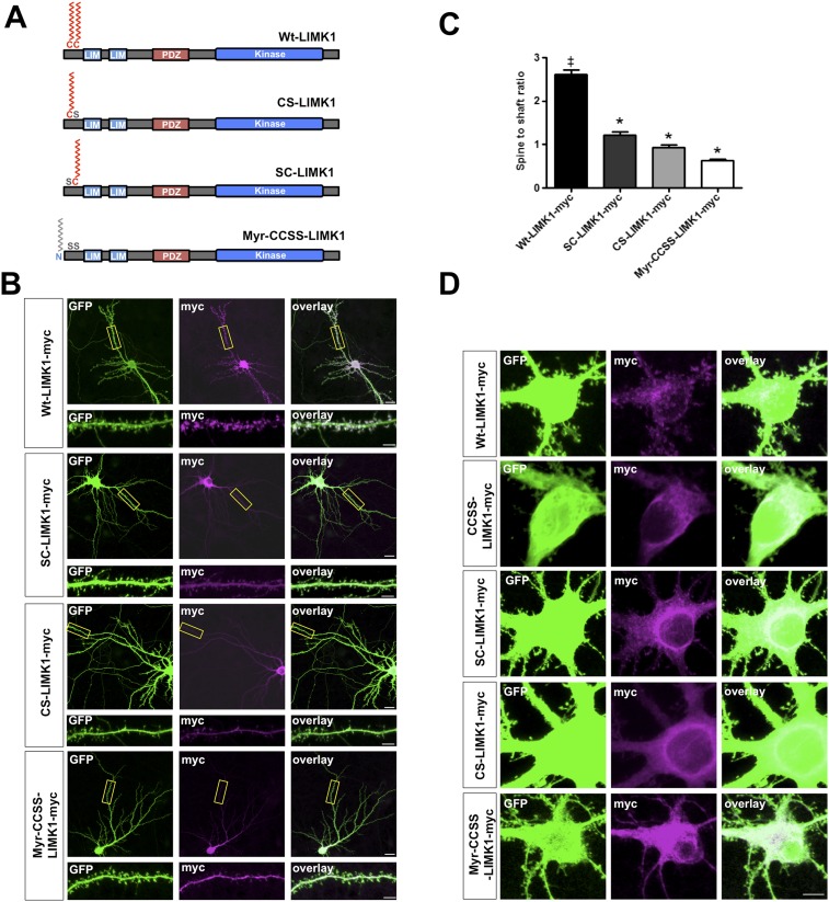 Figure 2—figure supplement 1.