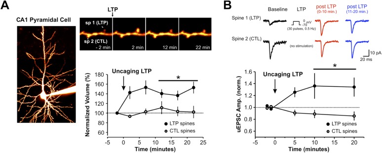 Figure 5—figure supplement 2.