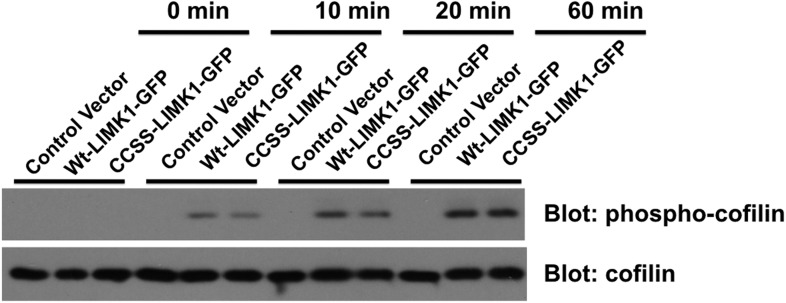 Figure 7—Figure supplement 1.