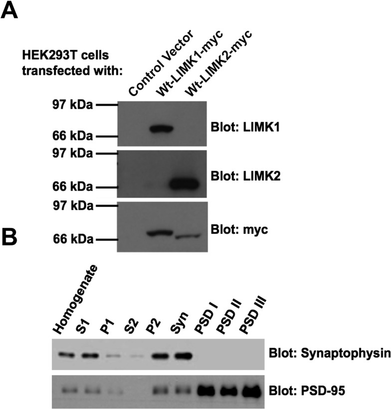 Figure 3—figure supplement 1.