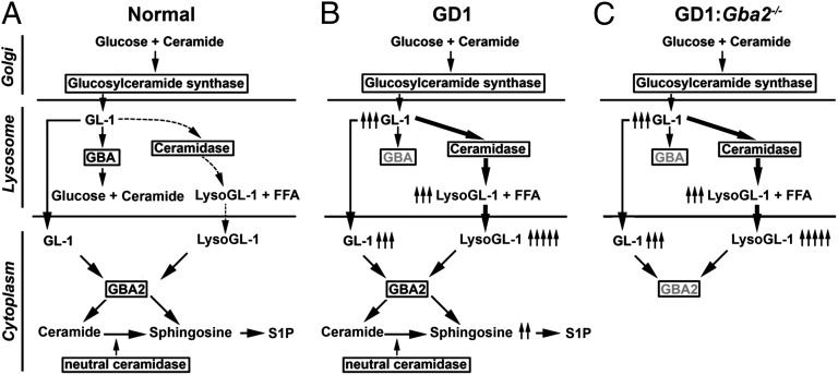 Fig. 1.