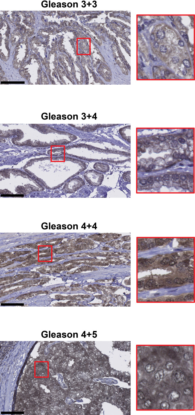 Figure 1—figure supplement 2.