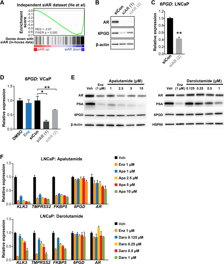 Figure 1—figure supplement 1.