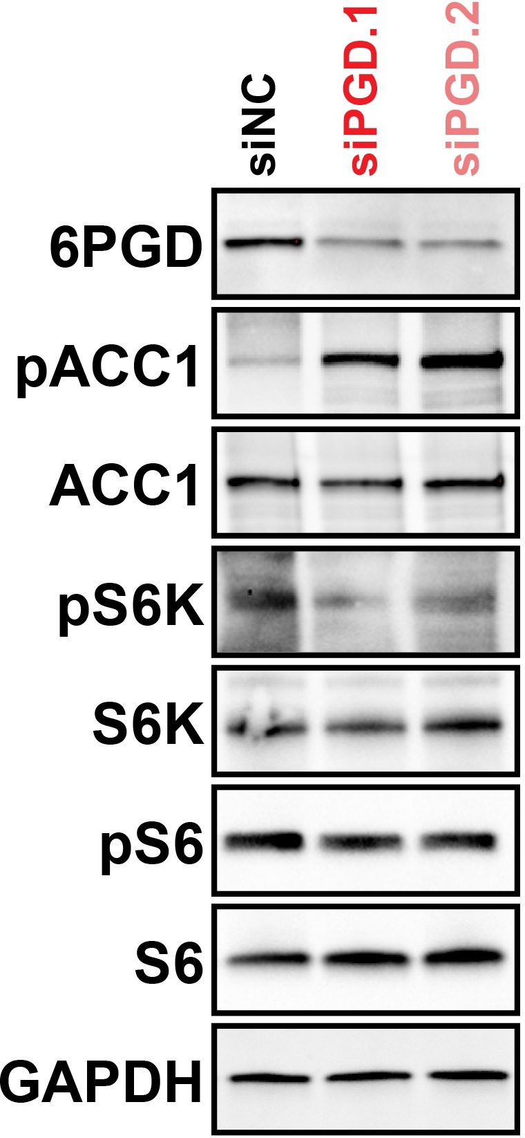 Figure 5—figure supplement 1.