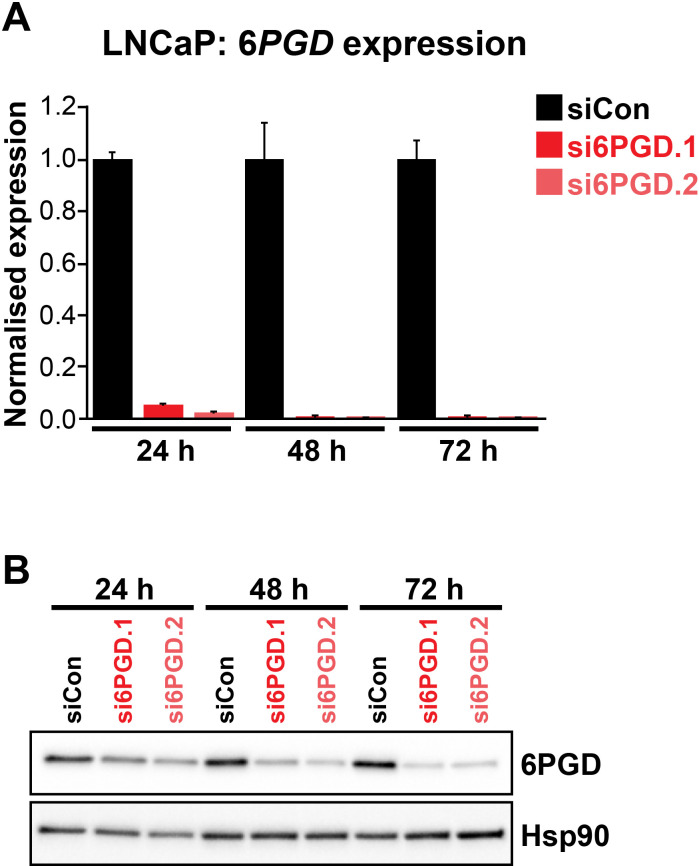 Figure 3—figure supplement 1.