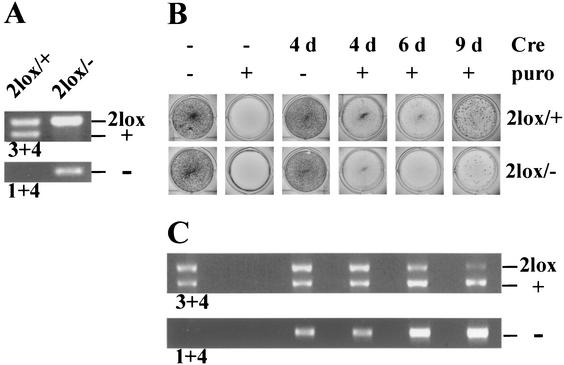 FIG. 5.