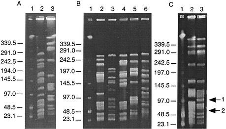 FIG. 1.