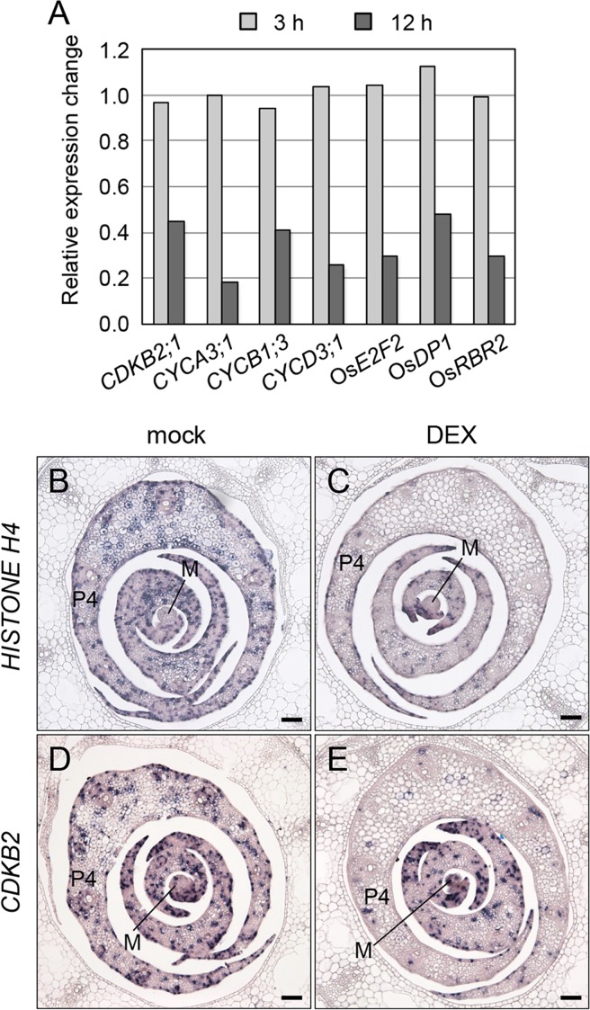 Fig 8