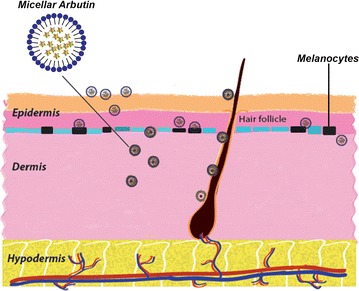 Graphical abstract