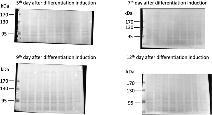 Supplemental Figure 1