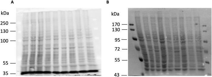 Supplemental Figure 3