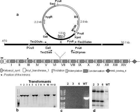 FIGURE 5.