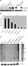 <b>Figure 9</b>
