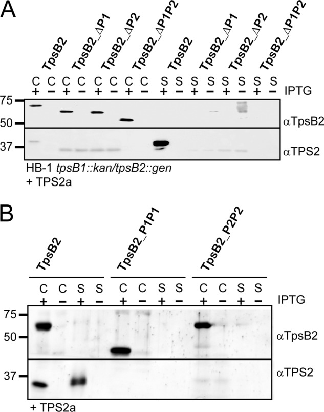 FIGURE 2.