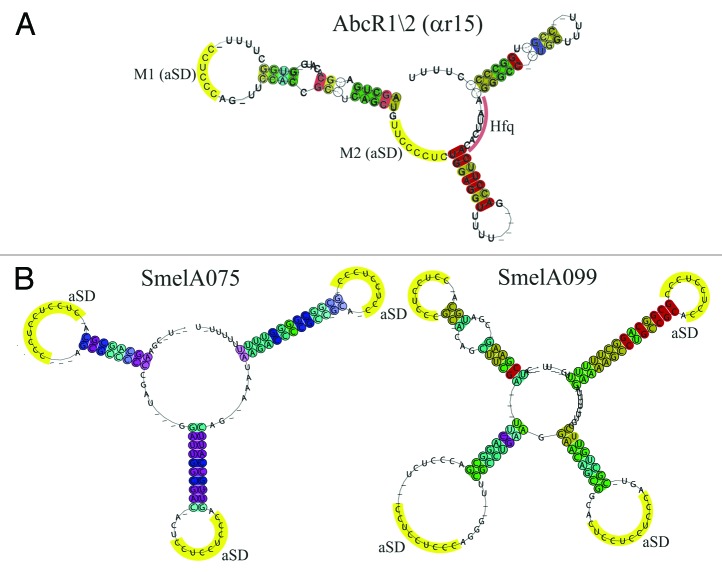 graphic file with name rna-11-550-g4.jpg