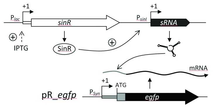 graphic file with name rna-11-550-g5.jpg