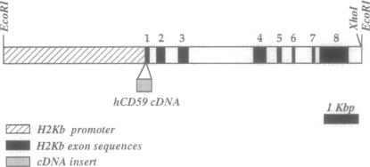 graphic file with name pnas01145-0405-a.jpg