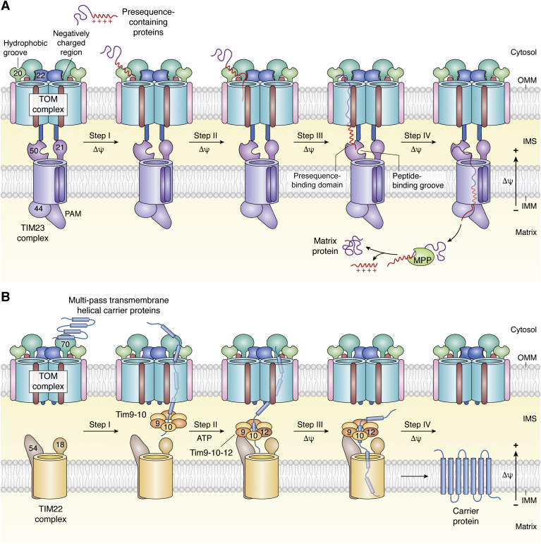 Figure 5