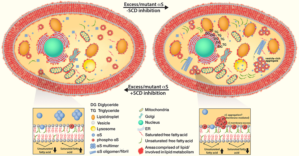 Fig. 6 :