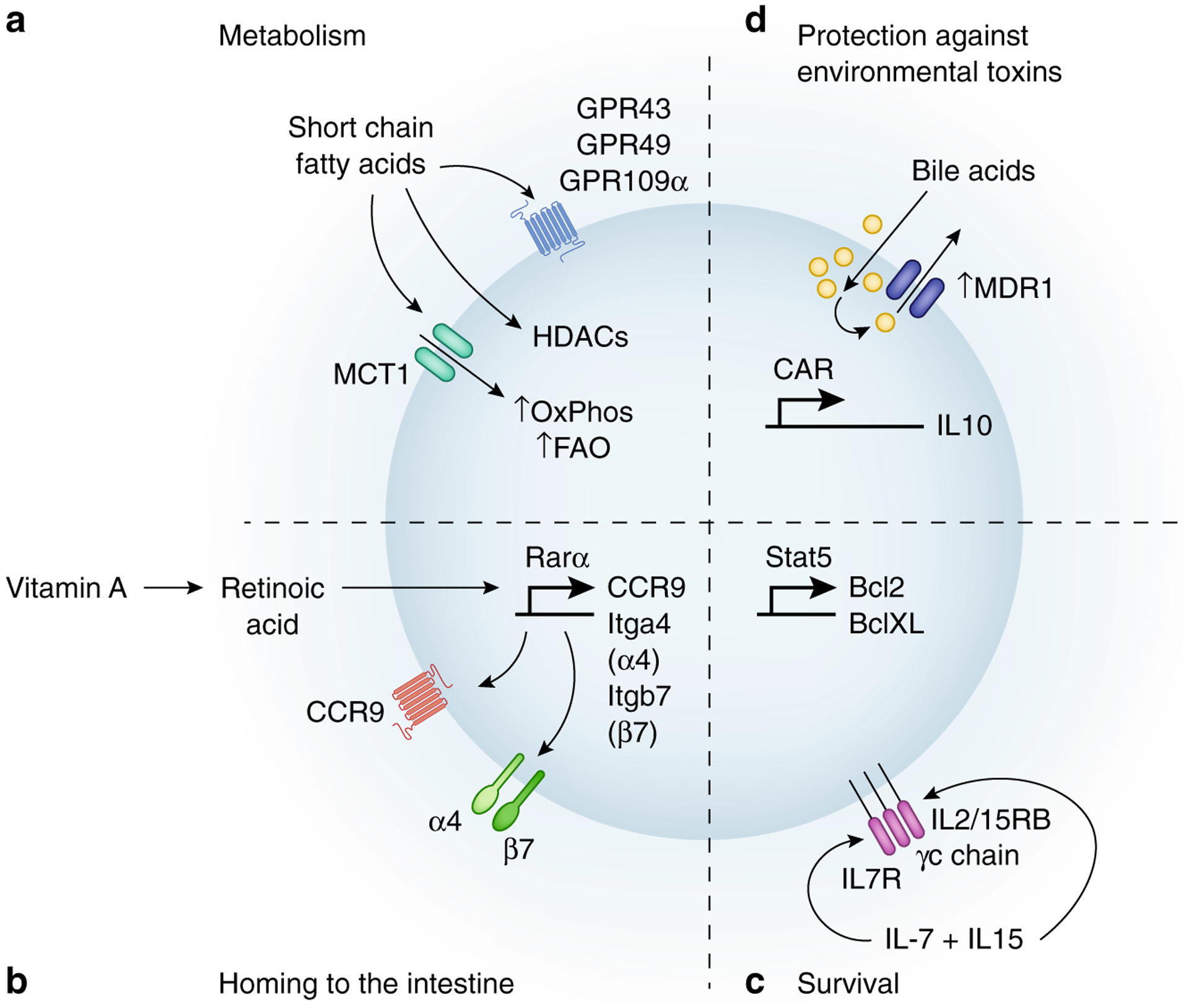 Figure 1 –