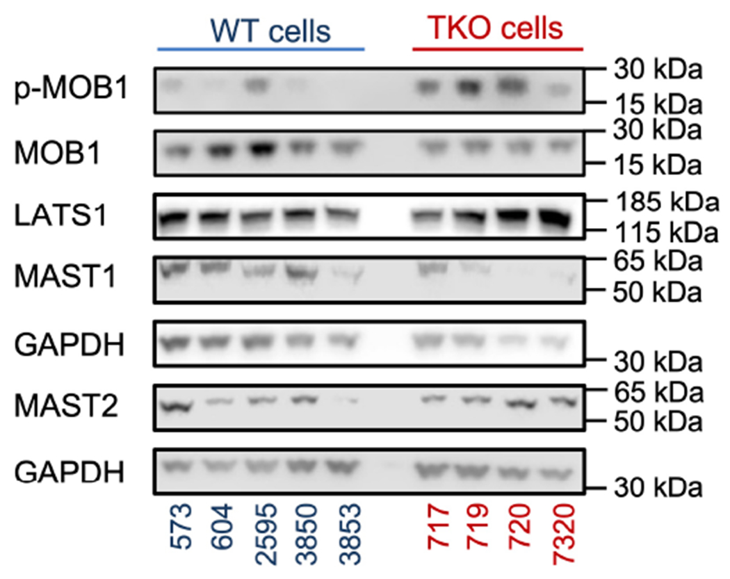 Extended Data Fig. 4