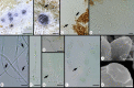 Fig. 8 -