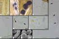 Fig.6 –