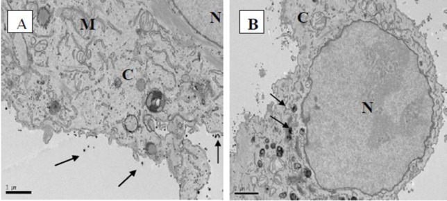 Fig 10