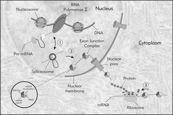 Fig. 2