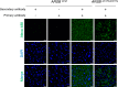 Supplementary Fig. 6