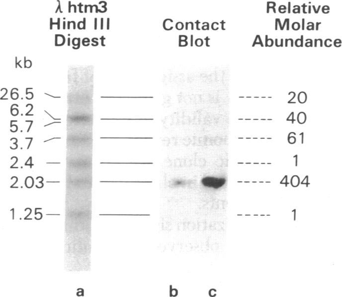 graphic file with name pnas00497-0130-a.jpg