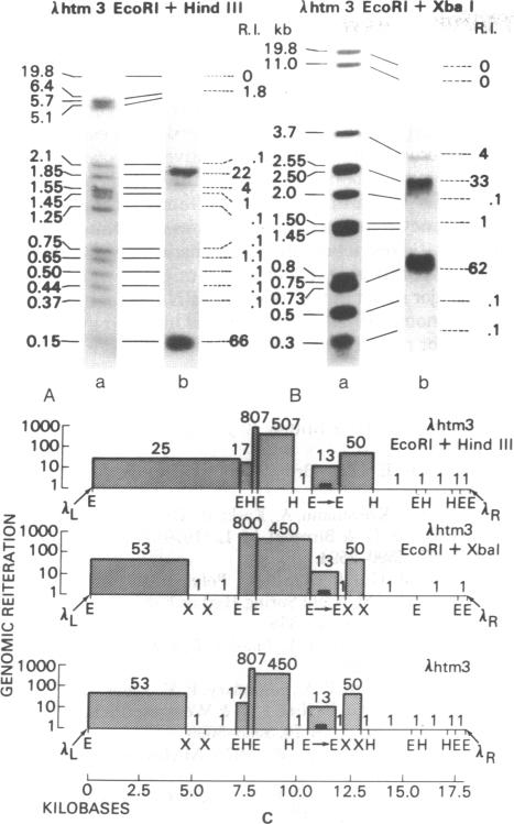 graphic file with name pnas00497-0132-a.jpg