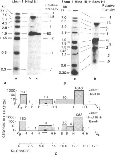 graphic file with name pnas00497-0131-a.jpg