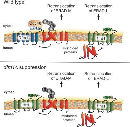 graphic file with name nihms928720u1.jpg