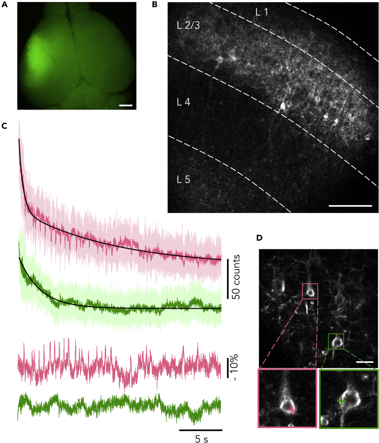 Figure 1