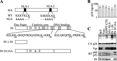 FIG. 1.