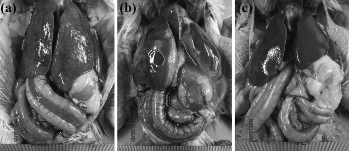 Fig. 8.