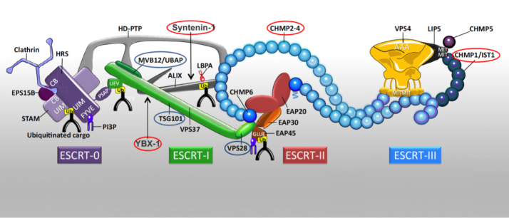 Figure 6.