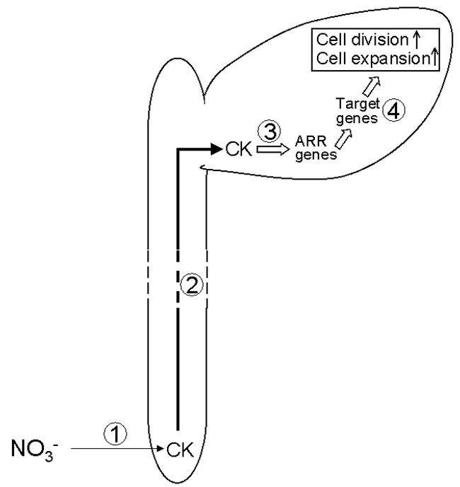 Figure 12. 