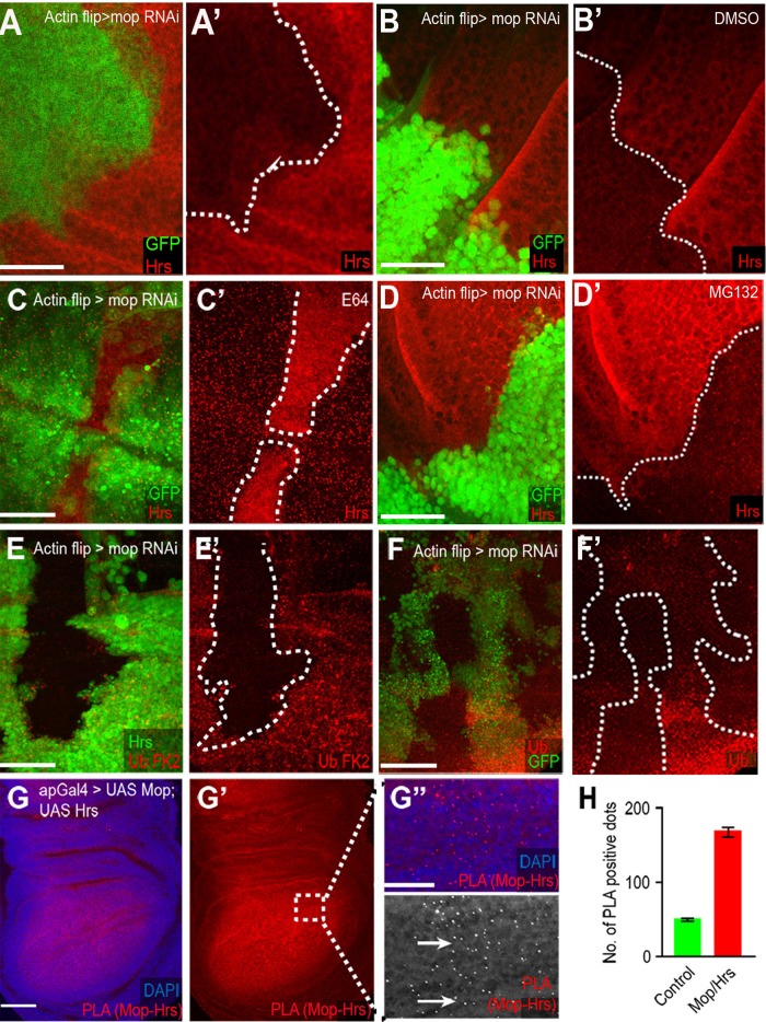 FIGURE 3: