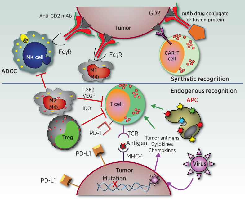 Figure 1. Endogenous and synthetic recognition involved in immunotherapies for neuroblastoma. This simplified schematic shows some of the relationships between immune cells, molecules, and cancer cells involved in current and developing immunotherapies for neuroblastoma. The synthetic recognition pathways are shown above the horizontal line, and are all shown here as mediated via mAb-induced tumor recognition. The mAb-based tumor-recognition components, shown at the top, include an intact anti-GD2 mAb (at top left) binding to GD2 on the tumor engaging the Fcγ receptor (FcγR) on the NK cell or on the M1 macrophage (MΦ) to activate ADCC. At the top right is that same anti-GD2 mAb, now carrying a “payload.” This payload can be a drug, as an ADC, an immune activator as in a fusion protein, such as an IL2-linked immunocytokine, a radionuclide, or a toxin. To its left is a CAR-T cell that utilizes the ScFv of the anti-GD2 mAb to provide anti-GD2 recognition for the genetically modified T cell. Below the horizontal line are the pathways involved in endogenous recognition, with a central role given to effector T cells. At the bottom of the endogenous T cell is its T-cell antigen receptor (TCR), which on clonally derived T cells can recognize tumor-associated peptides presented by the MHC molecules on the tumor surface. This recognition and T-cell activation can induce effector functions, that include cytokine release, activation of innate immune antitumor cells, and direct T cell–mediated tumor cell lysis. Those tumor associated peptides can be mutation-driven neoantigens (shown here) or germline controlled proteins that have restricted expression to tumor cells, with little or no expression on normal postnatal tissues. To the left of the T cell are endogenous cells that can interfere with T-cell function. One such inhibitory cell is an M2 macrophage (MΦ), that can interfere with antitumor immunotherapy via many pathways, including release of TGF β, VEGF and indoleamine 2,3-dioxygenase (IDO). Other myeloid elements, like myeloid-derived suppressor cells (not shown) can also interfere with effector immune function. Regulatory T cells (Treg) are normally FoxP3+ CD4+ T cells that can directly kill or inhibit the functions of effector T cells. These inhibitory cells can also interfere with NK-cell function (not shown). To the right of the T cell is an antigen-presenting cell (APC), normally a dendritic cell, that picks up and processes tumor antigens and then presents them to T cells to induce an endogenous adaptive immune response. Cytokines and chemokines can help recruit immune cells into the tumor. Certain oncolytic tumor viruses are being injected in some trials to infect the tumor, release more chemokines, and recruit additional immune cells to the tumor microenvironment. The immunosuppressive PD-L1 ligand, is one of several checkpoint molecules expressed by tumor cells (and shown here). PD-L1 activates the immune-inhibitory PD-1 receptor on the T cell (shown) and some NK cells (not shown). Not depicted is how anti-PD1 or anti-PD-L1 mAbs (forms of immune checkpoint blockade) can block these inhibitory interactions, enabling T and NK cells functionality in the suppressive tumor microenvironment.