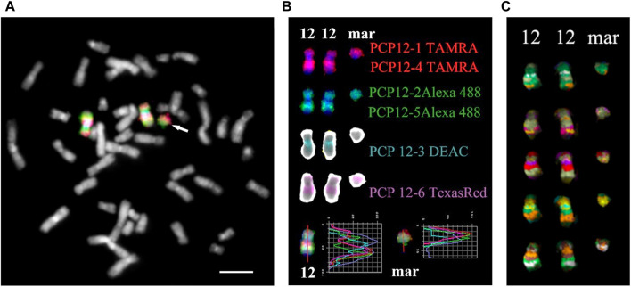 FIGURE 4