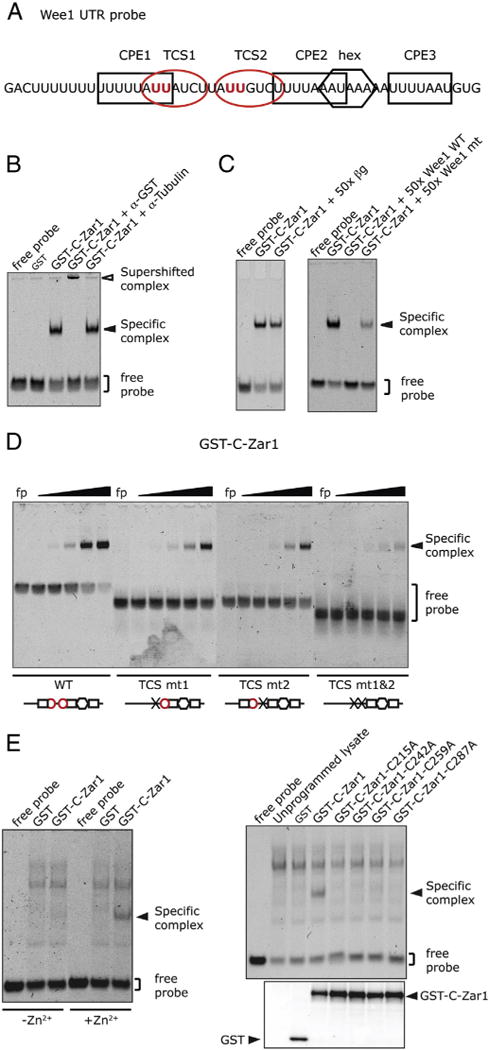 Fig. 5